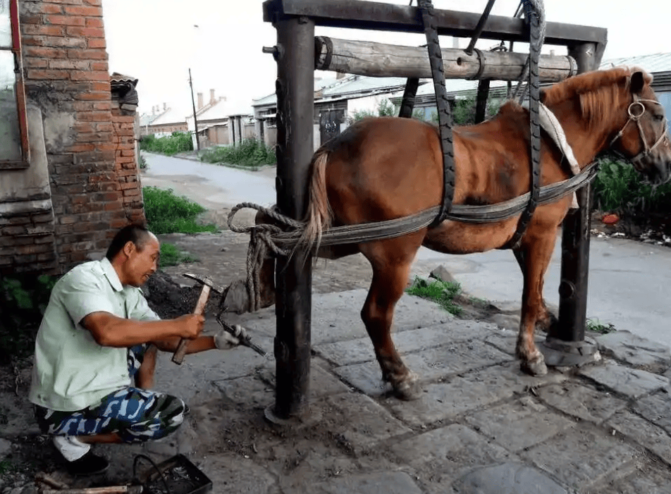 Cùng là động vật thuần hóa, tại sao ngựa cần đóng đinh "móng ngựa", nhưng gia súc thì không?- Ảnh 2. Cùng là động vật thuần hóa, tại sao ngựa cần đóng đinh "móng ngựa", nhưng gia súc thì không?- Ảnh 2.