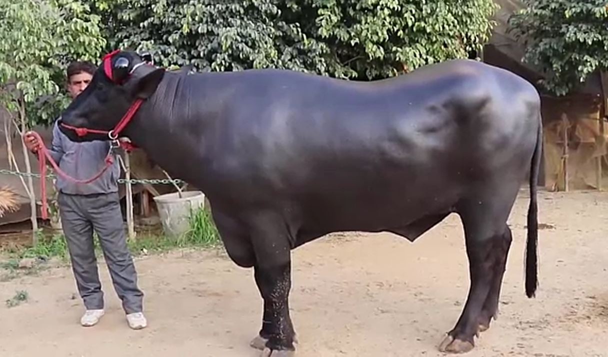 Con bò được trả 74 tỷ đồng, anh nông dân vẫn quyết không bán- Ảnh 1. Con bò được trả 74 tỷ đồng, anh nông dân vẫn quyết không bán- Ảnh 1.