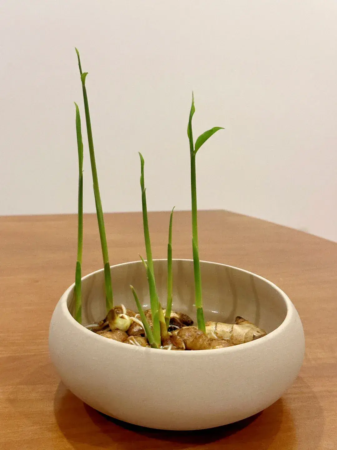 Người phụ nữ xinh đẹp nổi tiếng với cách trồng "gừng thủy canh" trong phòng khách, được cư dân mạng hết lời khen ngợi- Ảnh 6. Người phụ nữ xinh đẹp nổi tiếng với cách trồng "gừng thủy canh" trong phòng khách, được cư dân mạng hết lời khen ngợi- Ảnh 6.