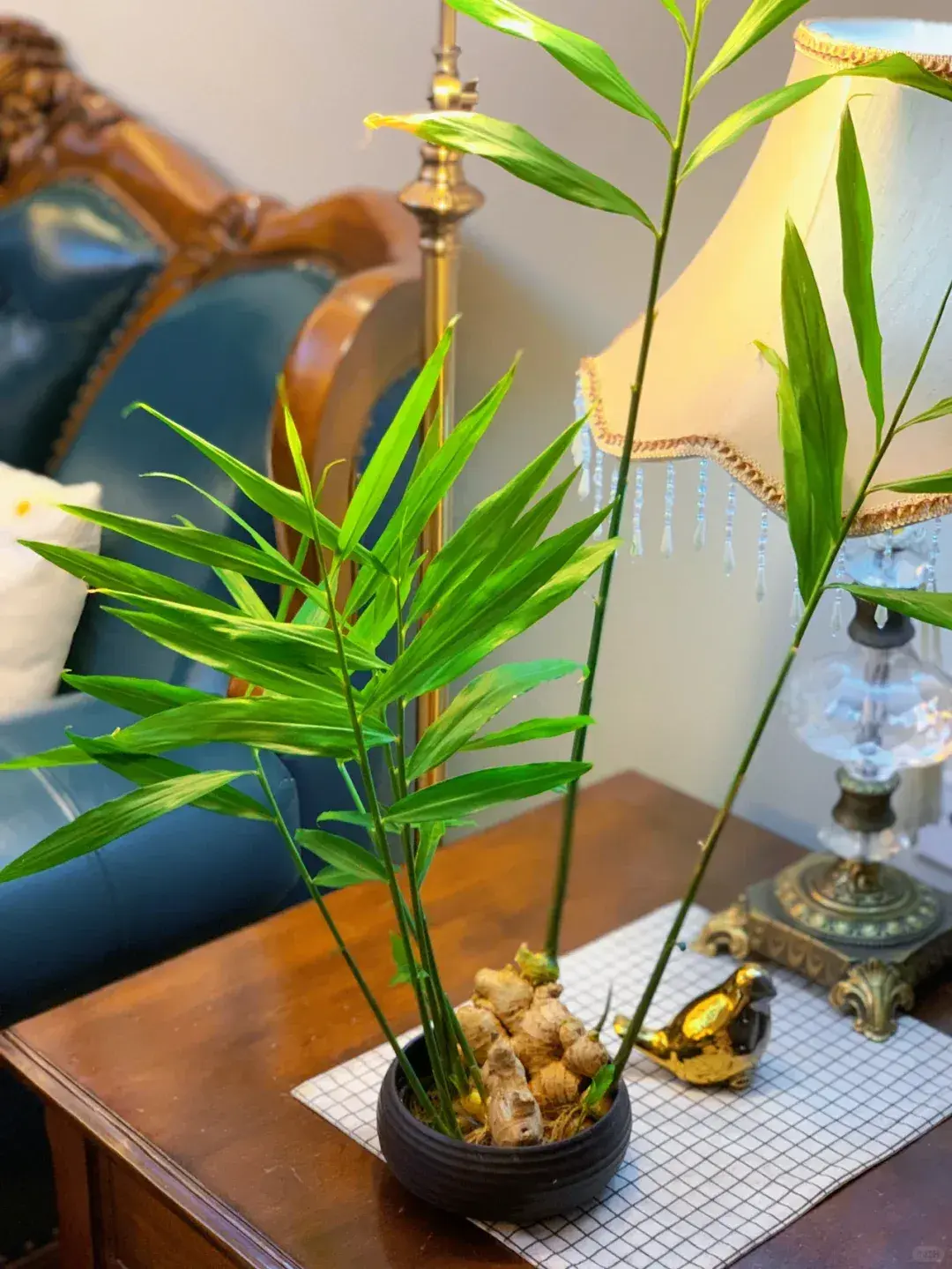 Người phụ nữ xinh đẹp nổi tiếng với cách trồng "gừng thủy canh" trong phòng khách, được cư dân mạng hết lời khen ngợi- Ảnh 5. Người phụ nữ xinh đẹp nổi tiếng với cách trồng "gừng thủy canh" trong phòng khách, được cư dân mạng hết lời khen ngợi- Ảnh 5.